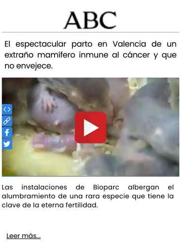 El espectacular parto en Valencia de un extraño mamífero inmune al cáncer y que no envejece.