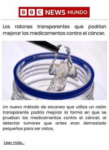 Los ratones transparentes que podrían mejorar los medicamentos contra el cáncer.